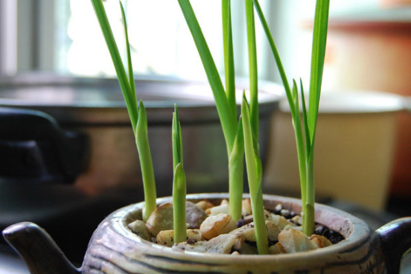 大蒜怎么種植盆栽