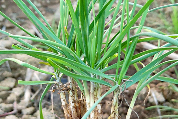 韭菜根怎么種植方法