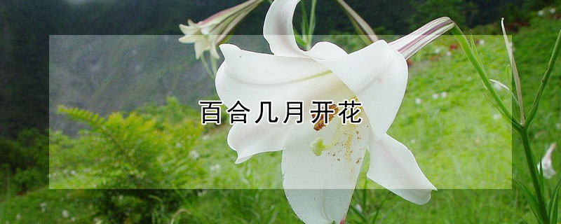 百合幾月開花