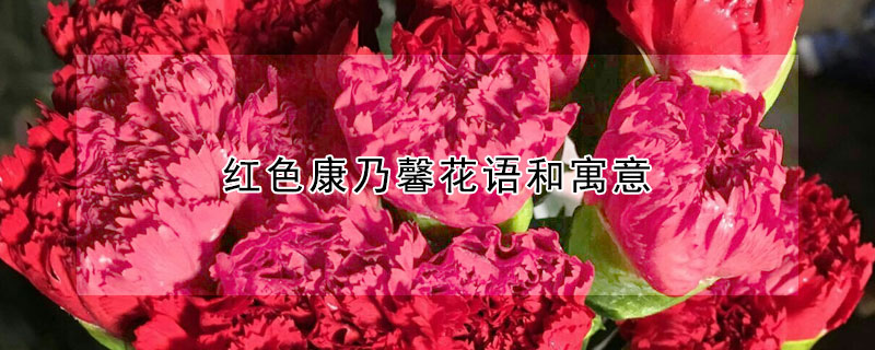 紅色康乃馨花語和寓意