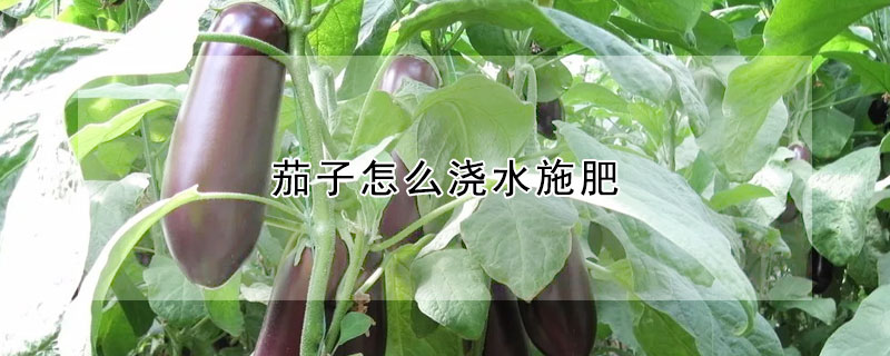 茄子怎么澆水施肥