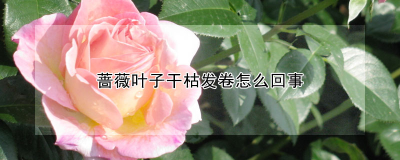 薔薇葉子干枯發卷怎么回事