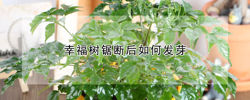 幸福樹鋸斷后如何發(fā)芽