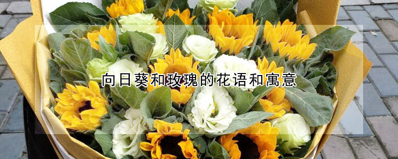 向日葵和玫瑰的花語和寓意