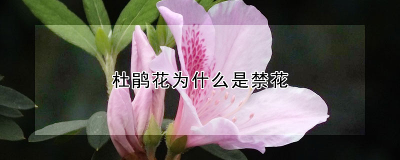 杜鵑花為什么是禁花