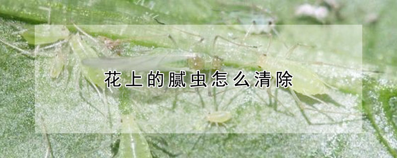 花上的膩蟲怎么清除