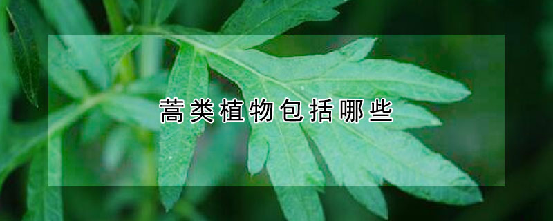 蒿類植物包括哪些