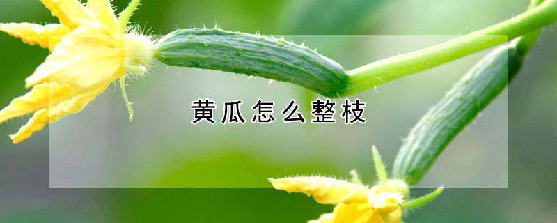 黃瓜怎么整枝