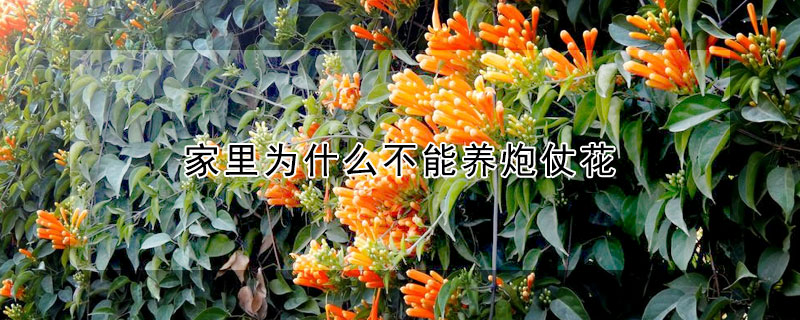 家里為什么不能養炮仗花