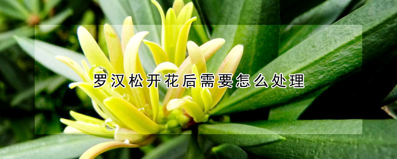 羅漢松開花后需要怎么處理