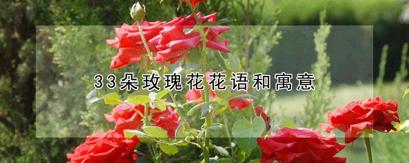 33朵玫瑰花花語和寓意