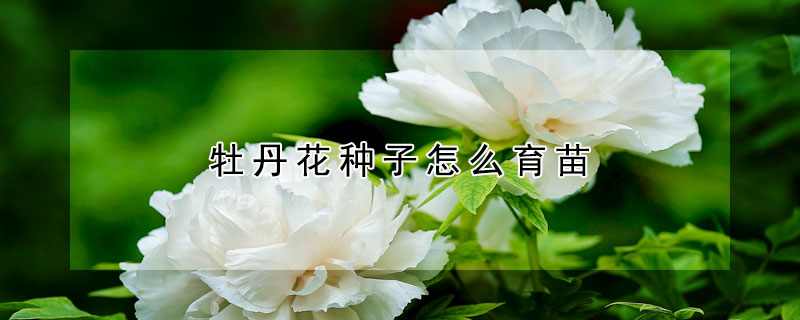 牡丹花種子怎么育苗