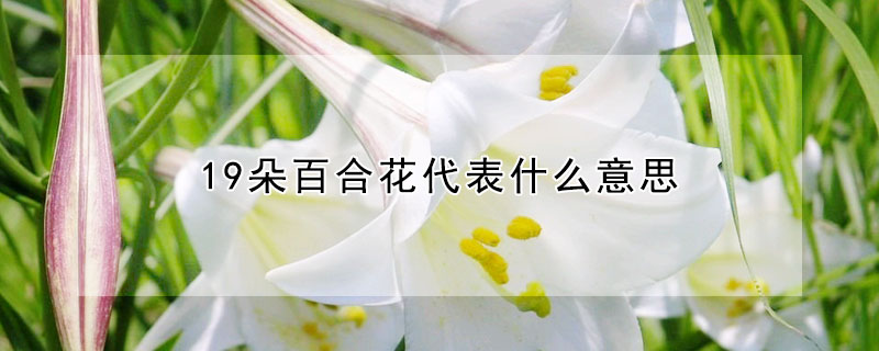 19朵百合花代表什么意思