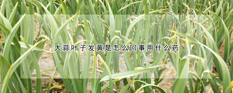 大蒜葉子發黃是怎么回事用什么藥