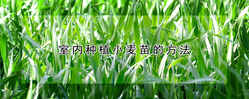 室內(nèi)種植小麥苗的方法