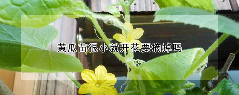 黃瓜苗很小就開花要摘掉嗎