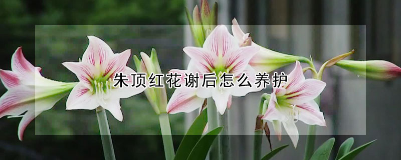 朱頂紅花謝后怎么養(yǎng)護(hù)