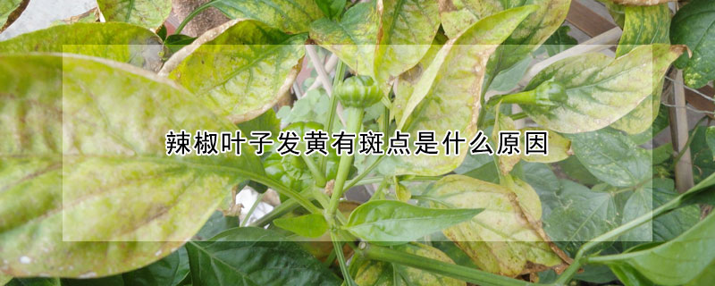 辣椒葉子發(fā)黃有斑點是什么原因