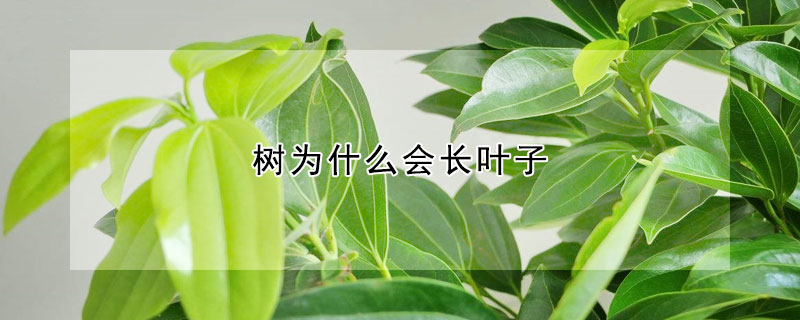 樹為什么會長葉子