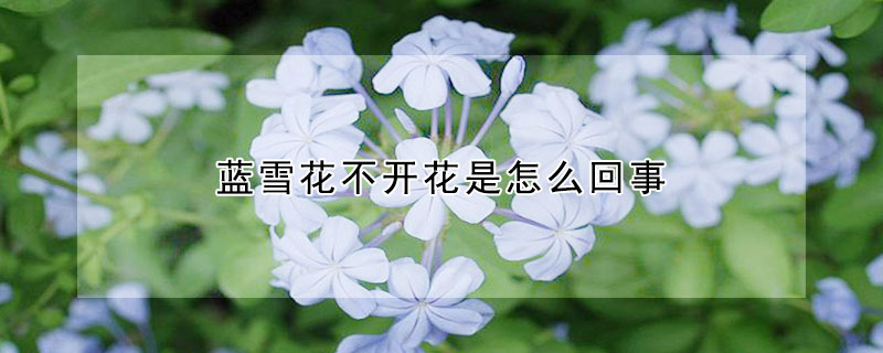 藍(lán)雪花不開花是怎么回事