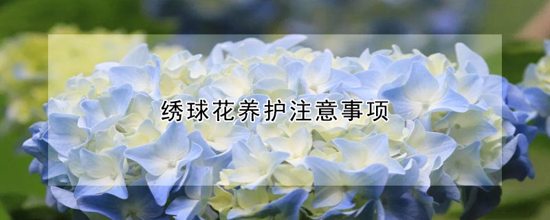 繡球花養(yǎng)護(hù)注意事項(xiàng)