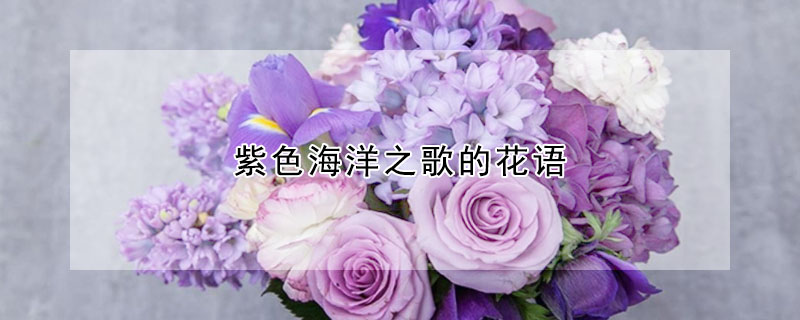 紫色海洋之歌的花語(yǔ)