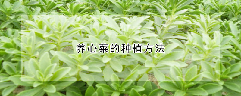 養心菜的種植方法