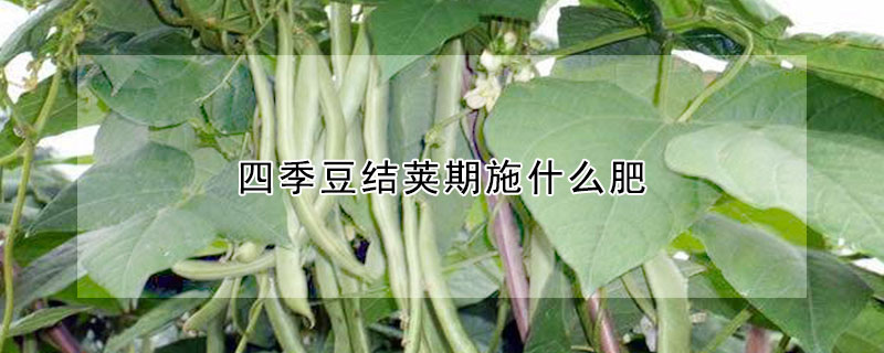 四季豆結莢期施什么肥