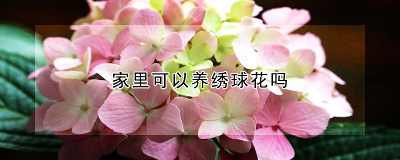 家里可以養(yǎng)繡球花嗎