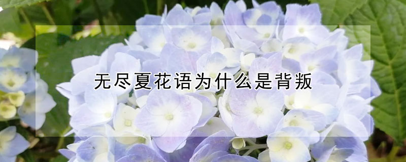 無(wú)盡夏花語(yǔ)為什么是背叛