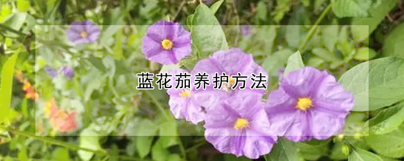 藍花茄養護方法