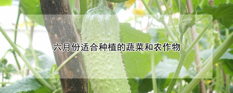 六月份適合種植的蔬菜和農(nóng)作物