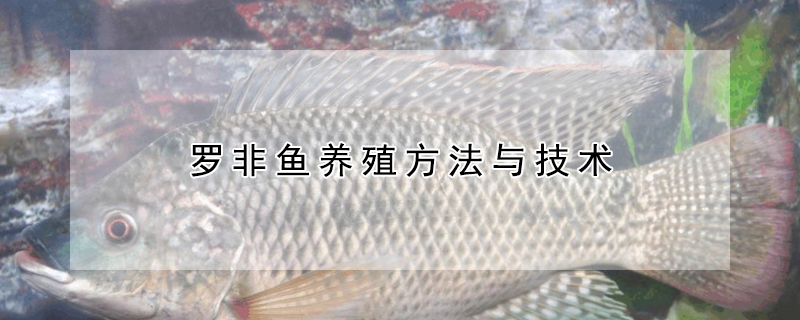 羅非魚養殖方法與技術