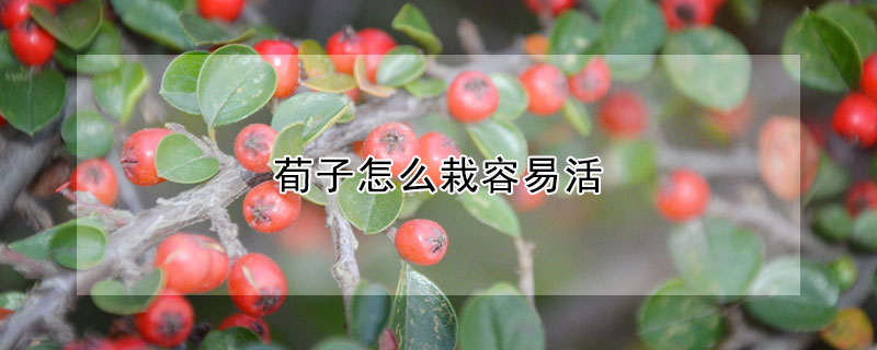 荀子怎么栽容易活