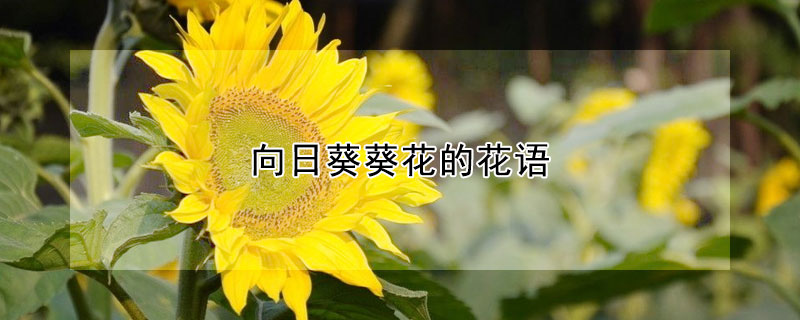 向日葵葵花的花語