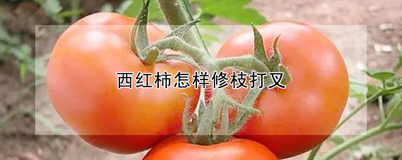 西紅柿怎樣修枝打叉