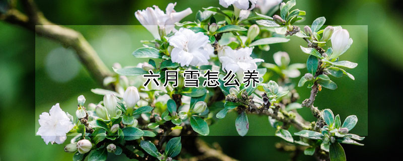 六月雪怎么養(yǎng)