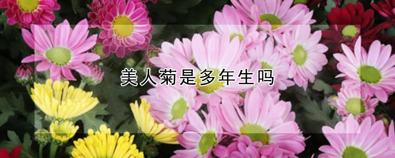 美人菊是多年生嗎