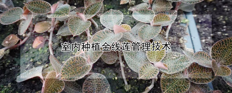 室內種植金線蓮管理技術