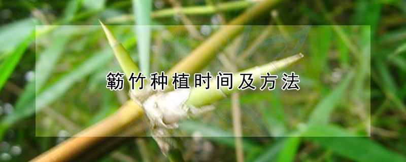 簕竹種植時間及方法