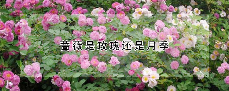 薔薇是玫瑰還是月季