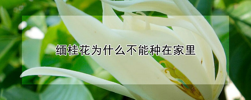 緬桂花為什么不能種在家里