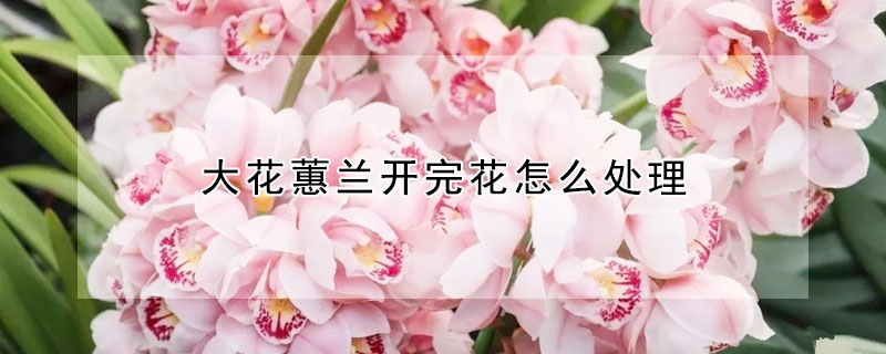 大花蕙蘭開完花怎么處理