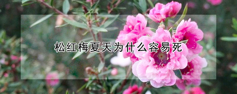 松紅梅夏天為什么容易死