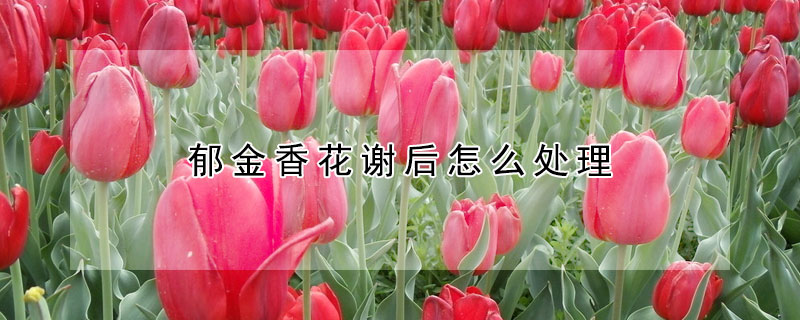 郁金香花謝后怎么處理