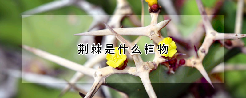 荊棘是什么植物