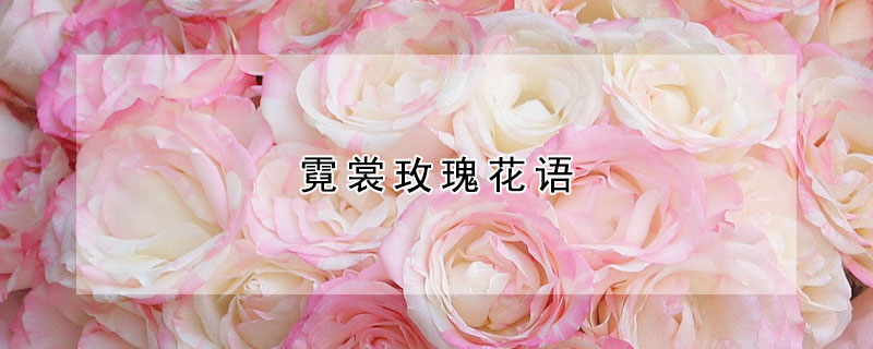 霓裳玫瑰花語