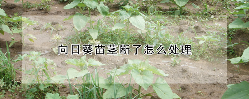 向日葵苗莖斷了怎么處理