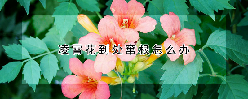 凌霄花到處竄根怎么辦