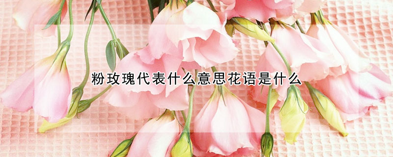 粉玫瑰代表什么意思花語是什么